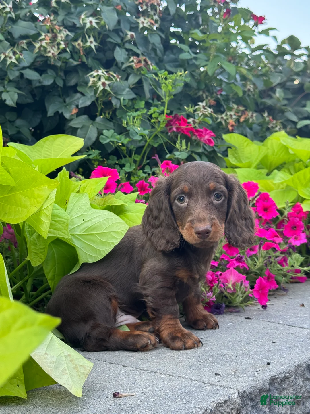Miniature Dachshund dogs for sale: Diesel - Ad 1