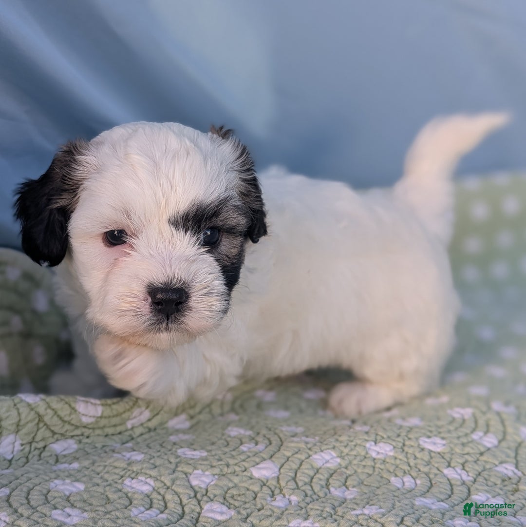 Teddy Bear dogs for sale: Snowflake - Ad 8