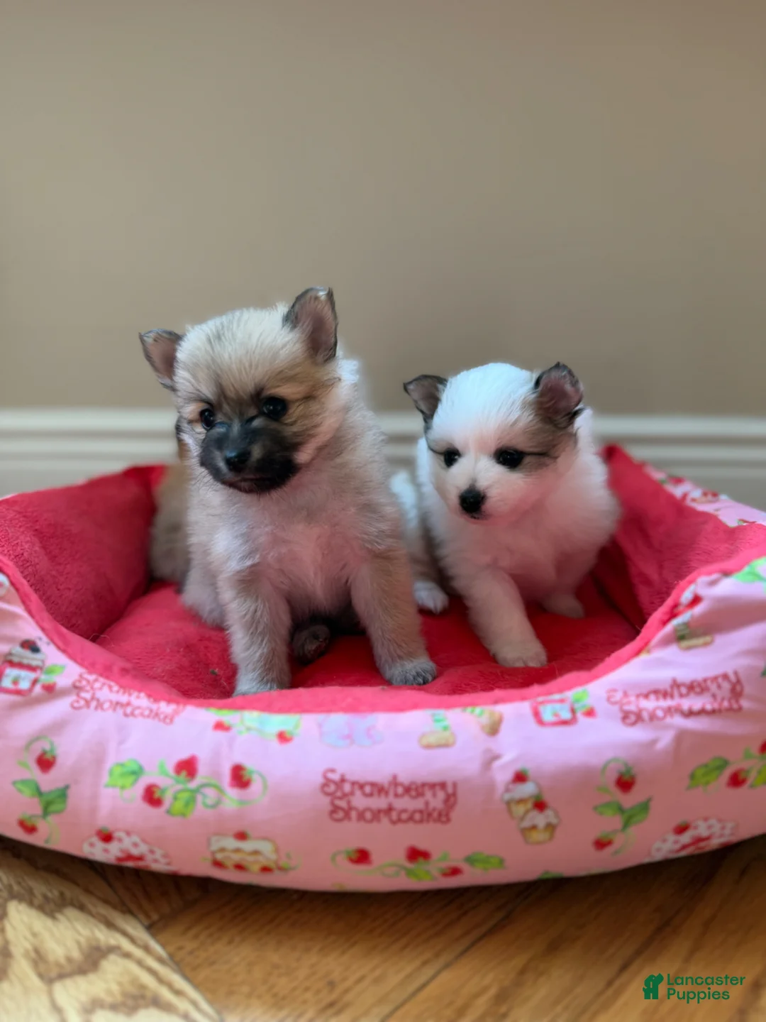 Pomeranian dogs for sale: Cleo - Ad 6