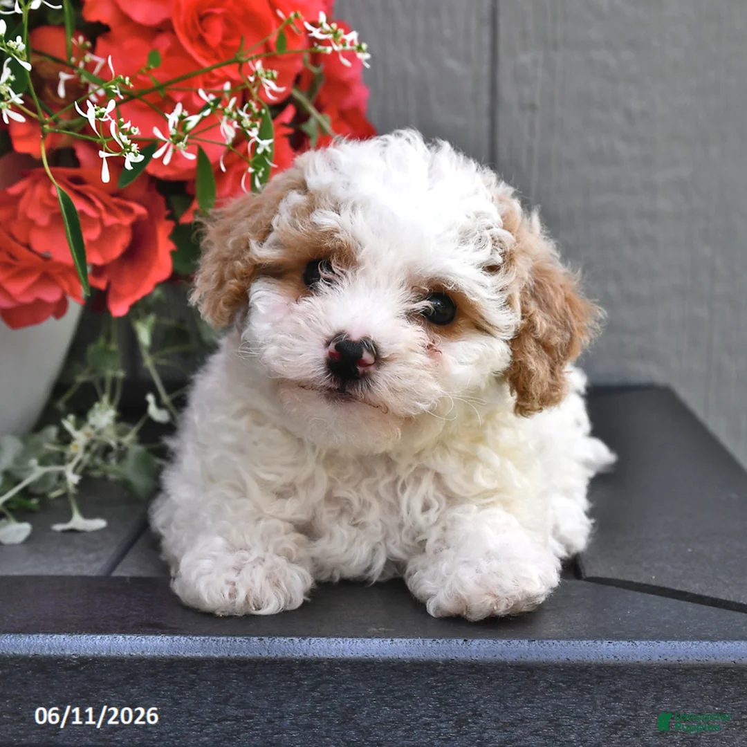Miniature Poodle dogs for sale: Sugar - Ad 2