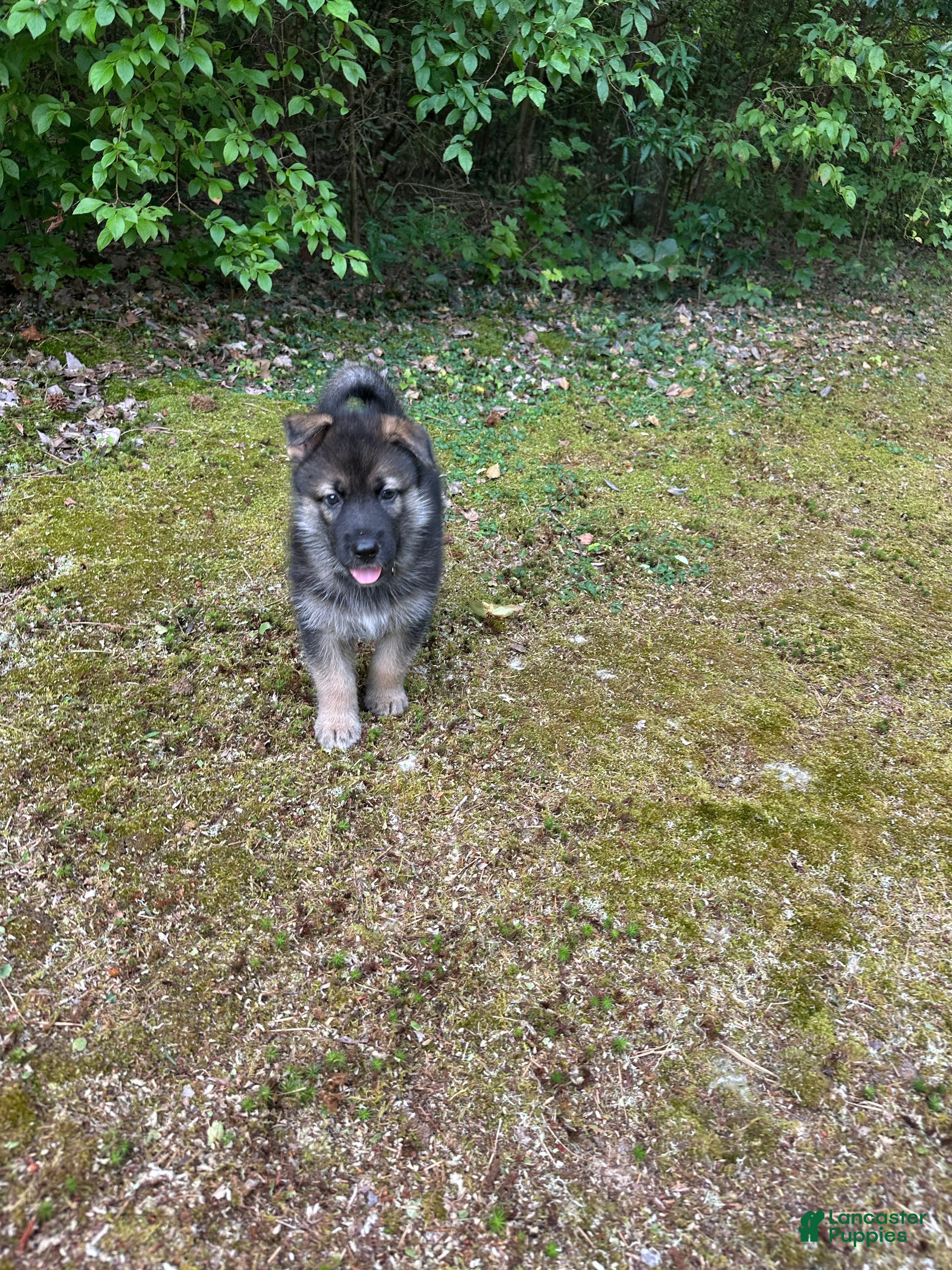 Gerberian Shepsky dogs Gerberian Shepsky 4 - Ad 12