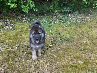 Gerberian Shepsky dogs Gerberian Shepsky 4 - Ad 29