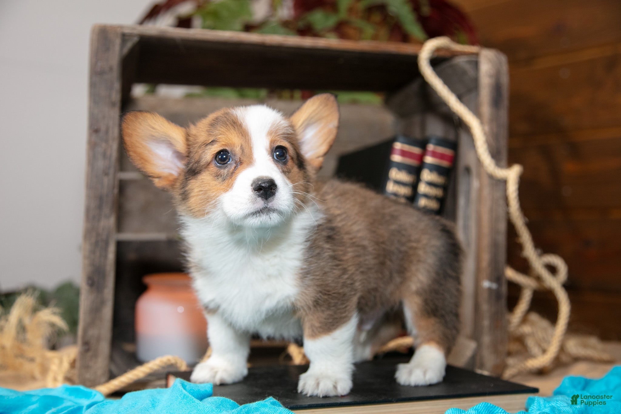 Welsh Corgi Pembroke dogs Ernie - Ad 2