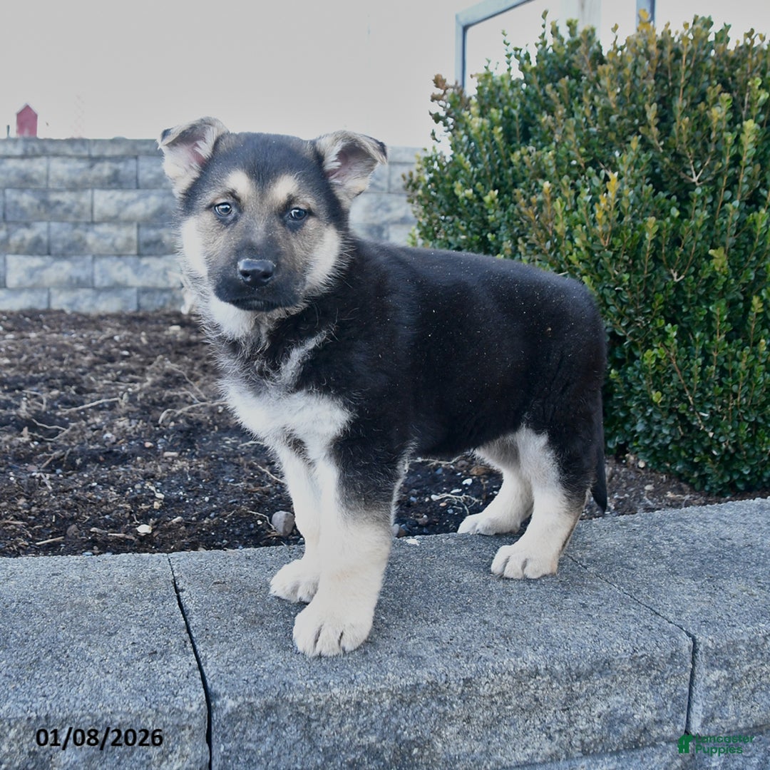 German Shepherd dogs for sale: Gunner - Ad 1