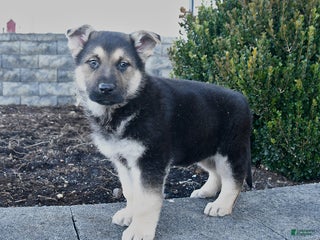 German Shepherd dogs Gunner - Ad 25