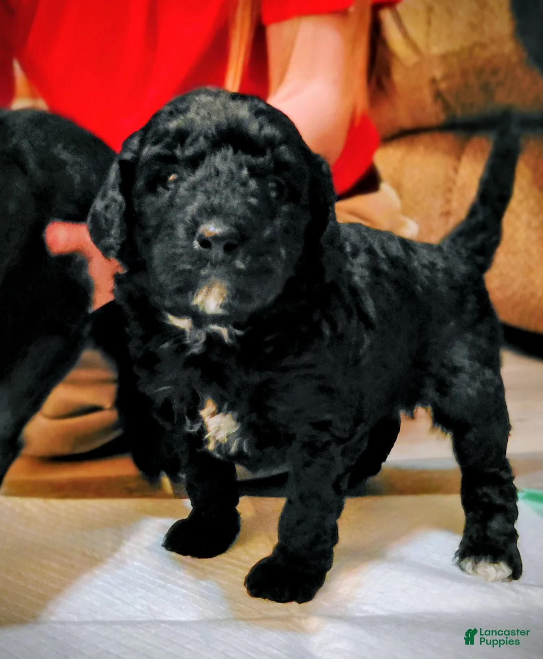 Mini Goldendoodle dogs for sale: Mini Goldendoodle DREAMER - Ad 5
