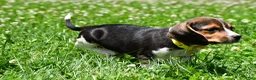 Beagle dogs for sale: Veronica - Ad 8