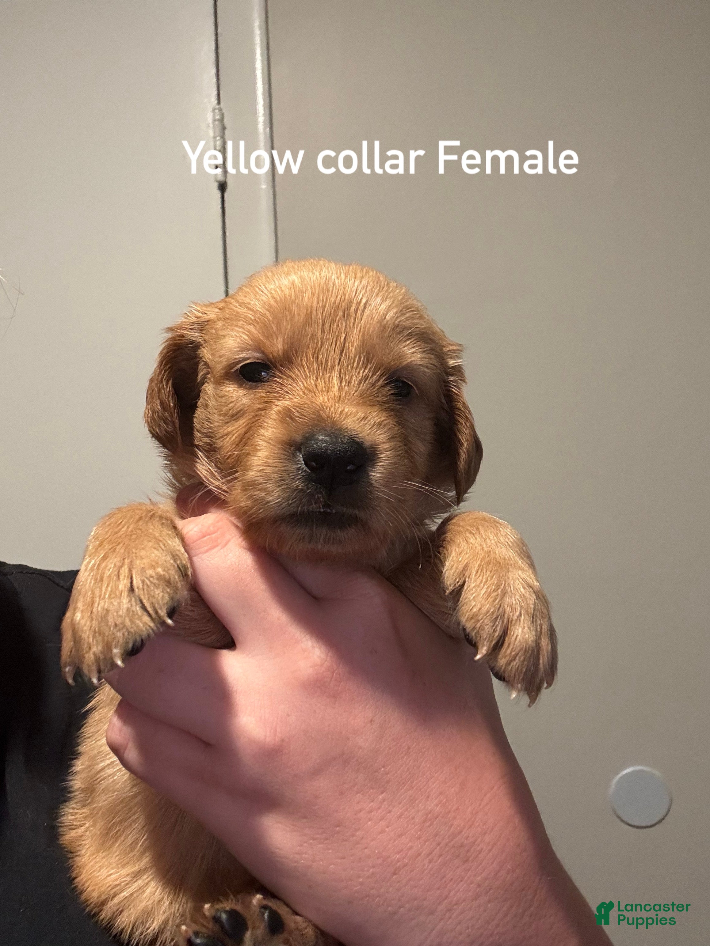Golden Retriever dogs Yellow collar Golden Retriever 4 - Ad 3