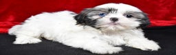 Shih Tzu dogs for sale: Debby - Ad 3