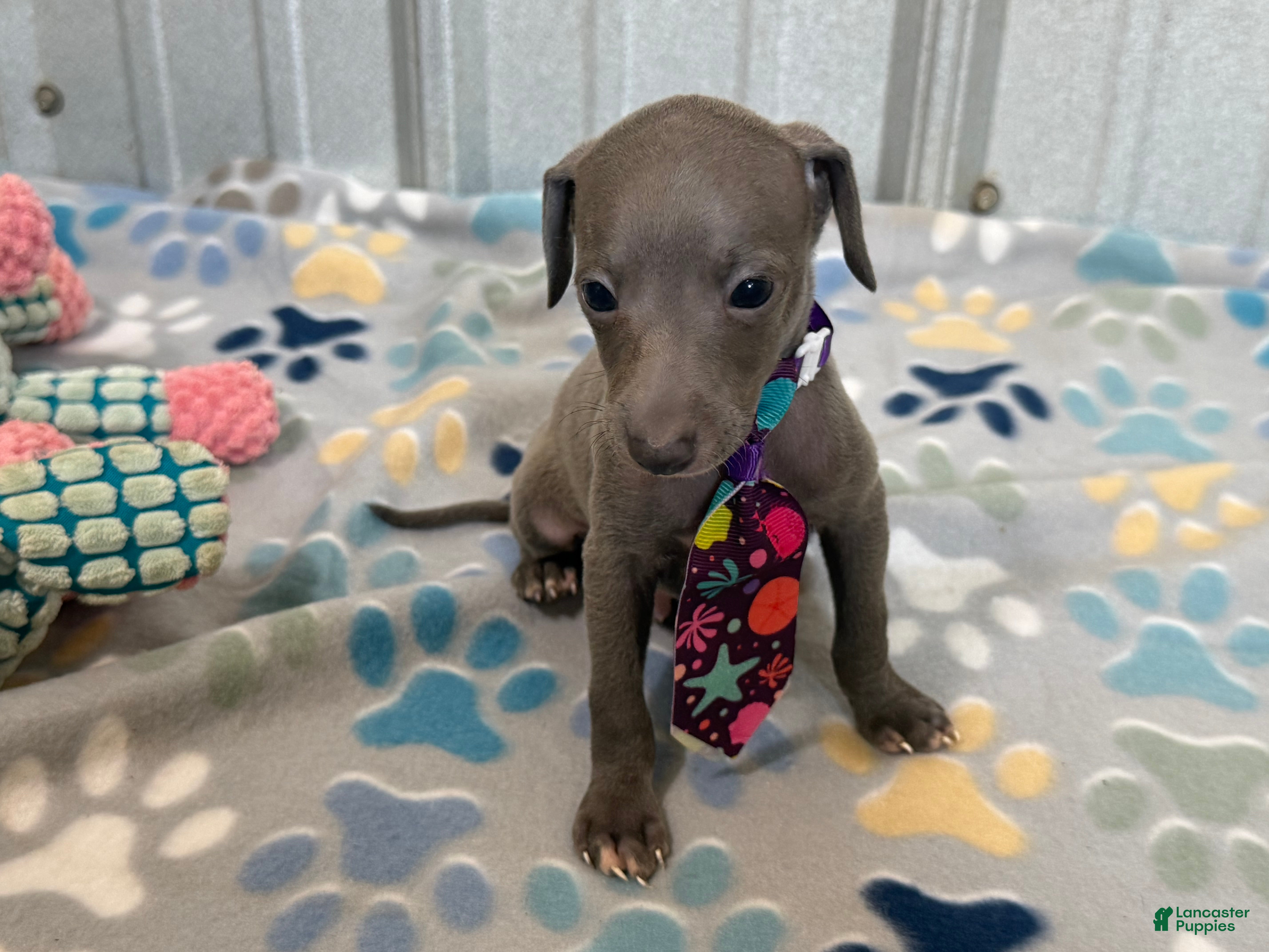 Italian Greyhound dogs Bear - Ad 1