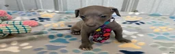 Italian Greyhound dogs for sale: Bear - Ad 1