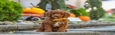 Benji