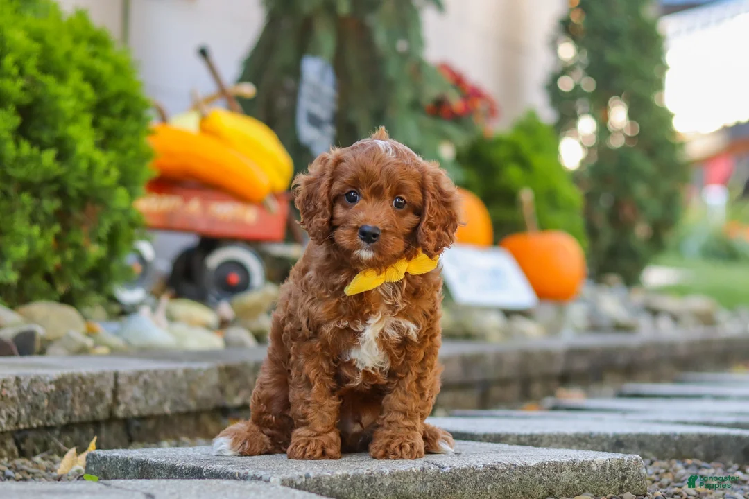 Cavapoo dogs for sale: Benji - Ad 1