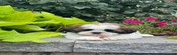 Shih Tzu dogs for sale: Sheldon - Ad 1