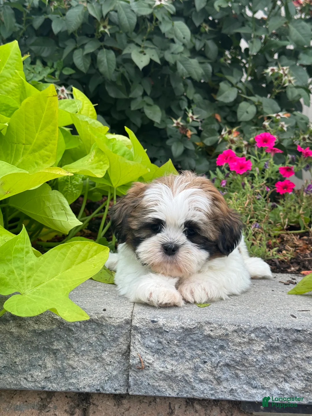 Shih Tzu dogs for sale: Sheldon - Ad 1