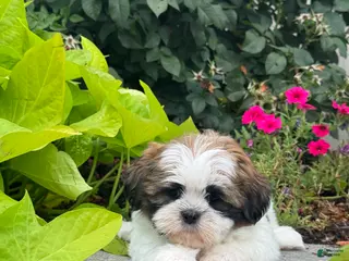 Shih Tzu dogs Sheldon - Ad 13