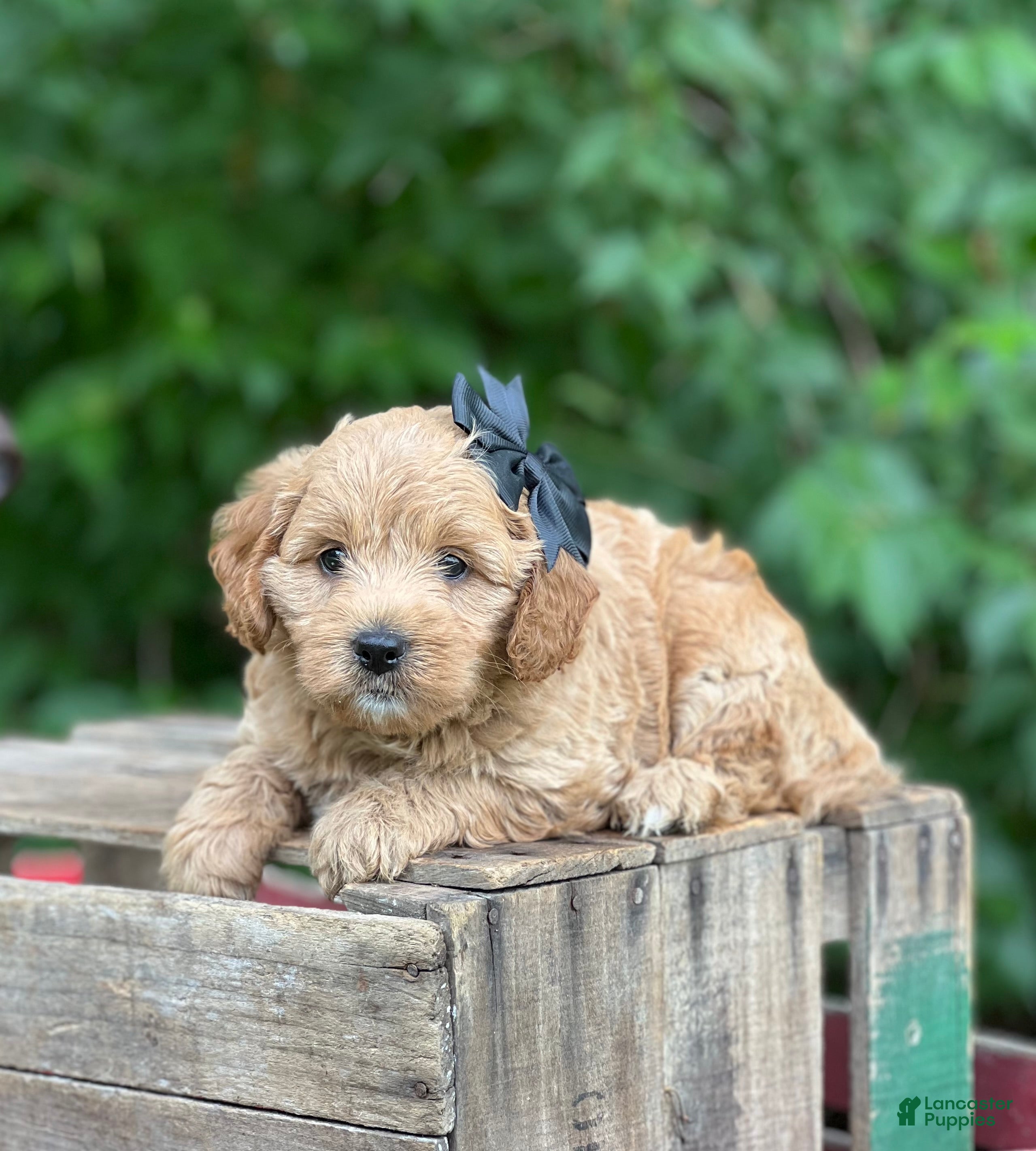Mini Goldendoodle dogs Diamond - Ad 3