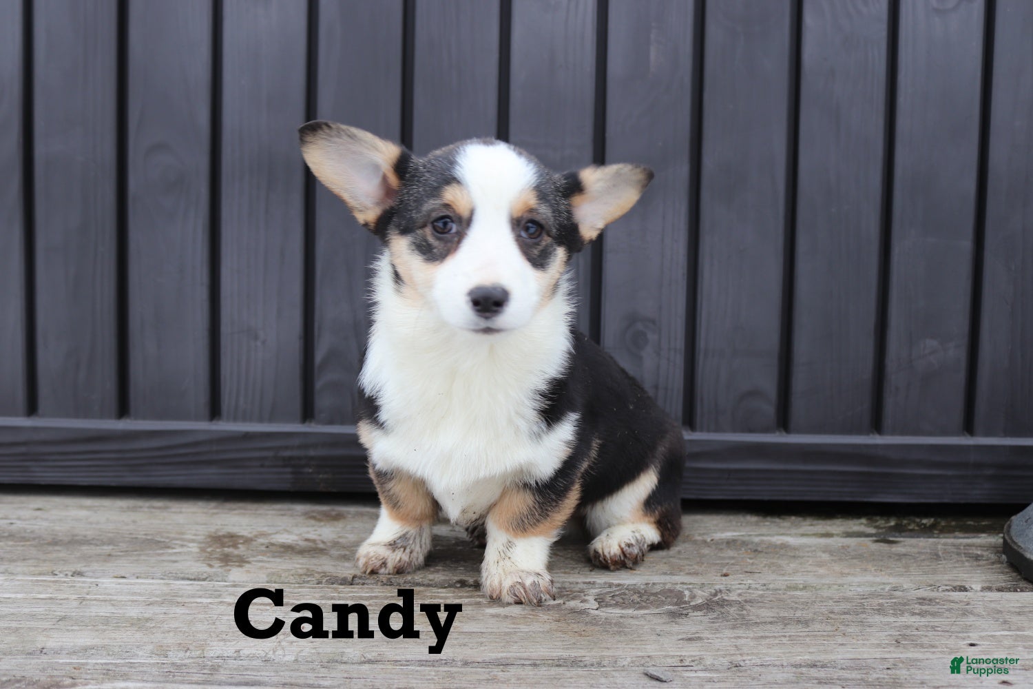 Welsh Corgi Pembroke dogs Candy - Ad 1