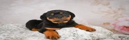 Rottweiler dogs for sale:  Sasha 🐾 - Ad 18