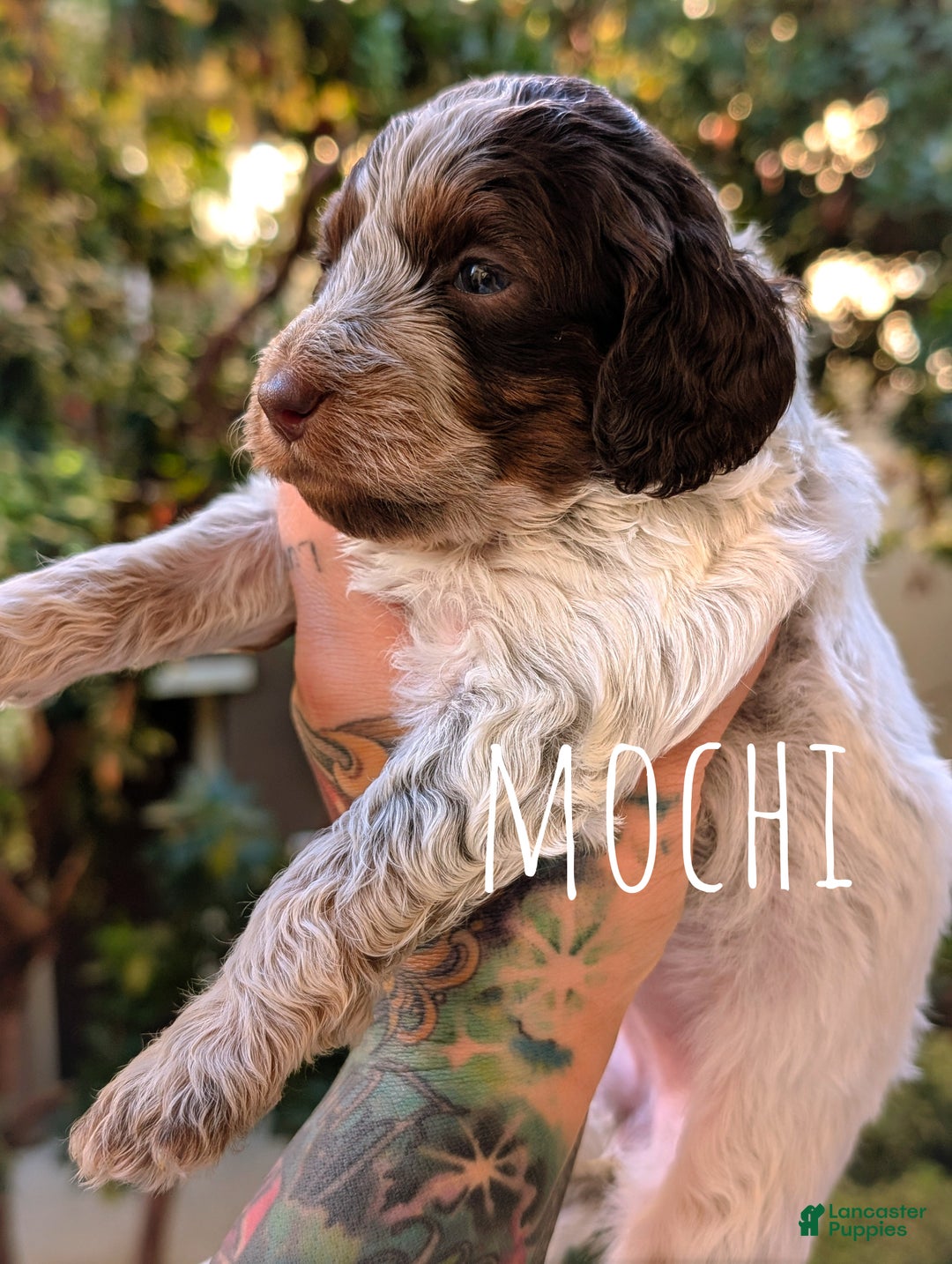Mixed Breed dogs for sale: MOCHI - Ad 3