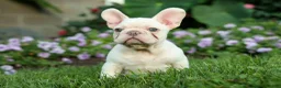 French Bulldog dogs for sale: Snoopy 🐶 - Ad 7