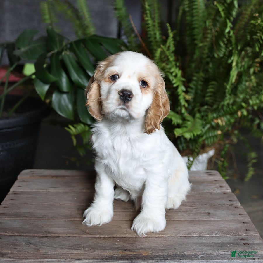English Cocker Spaniel dogs Popsicle - Ad 1