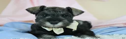 Miniature Schnauzer dogs for sale: Rufus | Miniature Schnauzer  - Ad 10