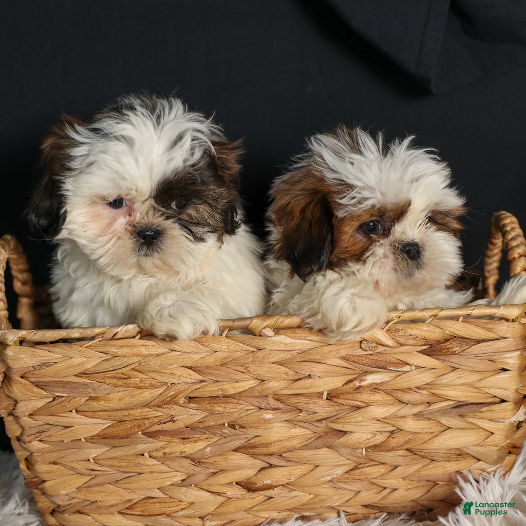 Shih Tzu dogs for sale: ROSIE - Ad 2