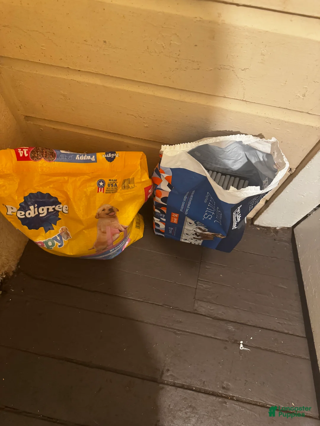 Yorkiepoo dogs for sale: Yorkiepoo Puppy 1 - Ad 4