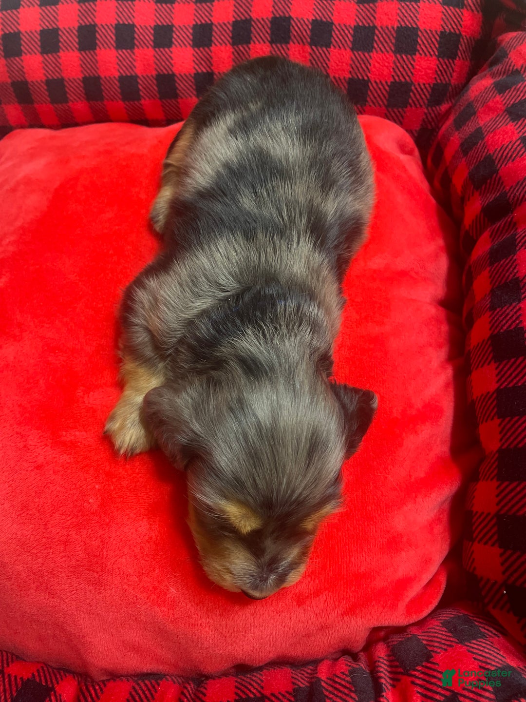 Dachshund dogs for sale: Dachshund Puppy 1 - Ad 2