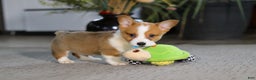 Welsh Corgi Pembroke dogs for sale: Husky - Ad 1