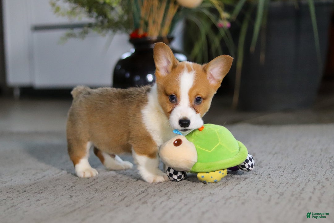 Welsh Corgi Pembroke dogs for sale: Husky - Ad 1
