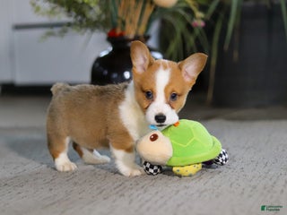 Welsh Corgi Pembroke dogs Husky - Ad 32