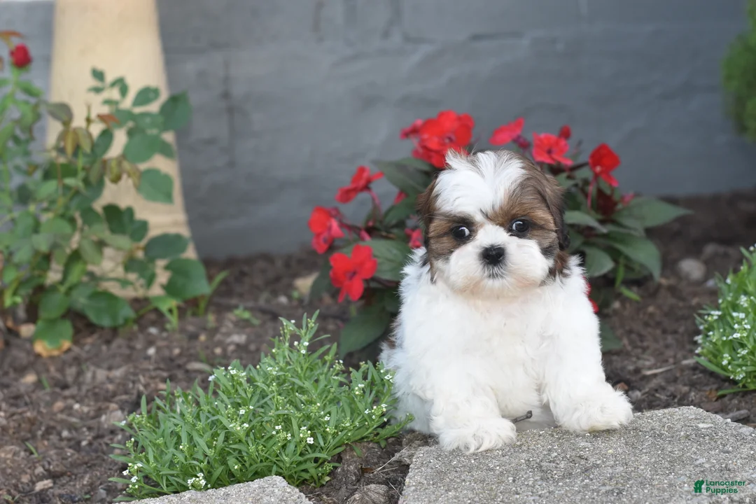 Shih Tzu dogs for sale: Biscuit - Ad 2