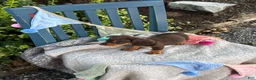 Miniature Dachshund dogs for sale: Tinkerbelle - Ad 16