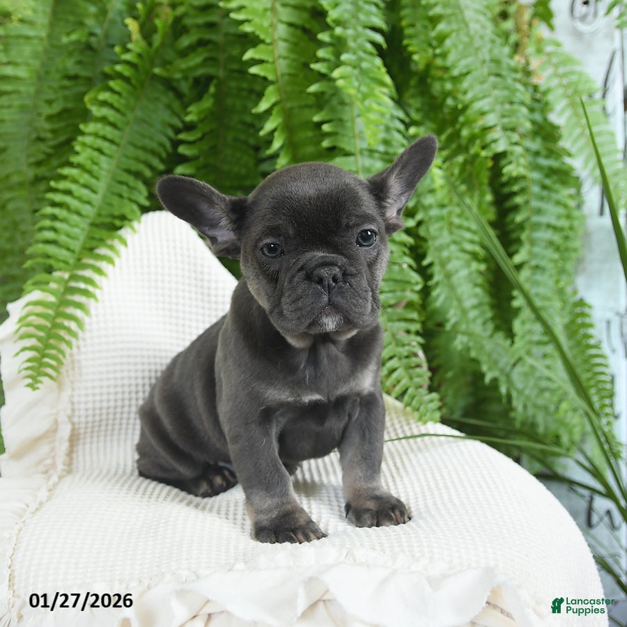 French Bulldog dogs Trixie - Ad 27
