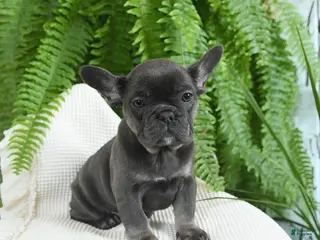 French Bulldog dogs Trixie - Ad 27