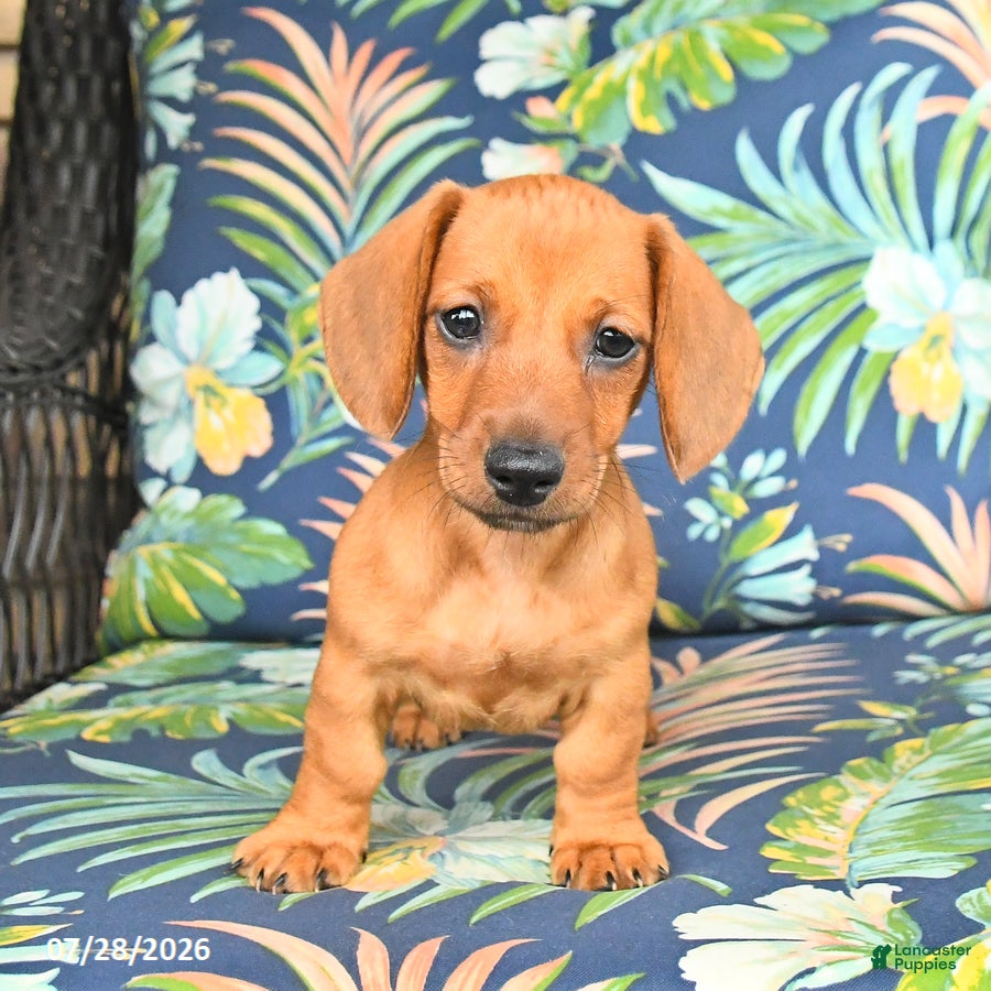 Miniature Dachshund dogs Jess  - Ad 2