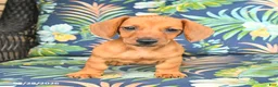 Miniature Dachshund dogs for sale: Jess  - Ad 2