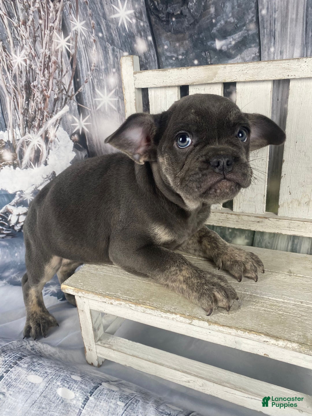 Mixed Breed dogs for sale: Billy - Ad 9