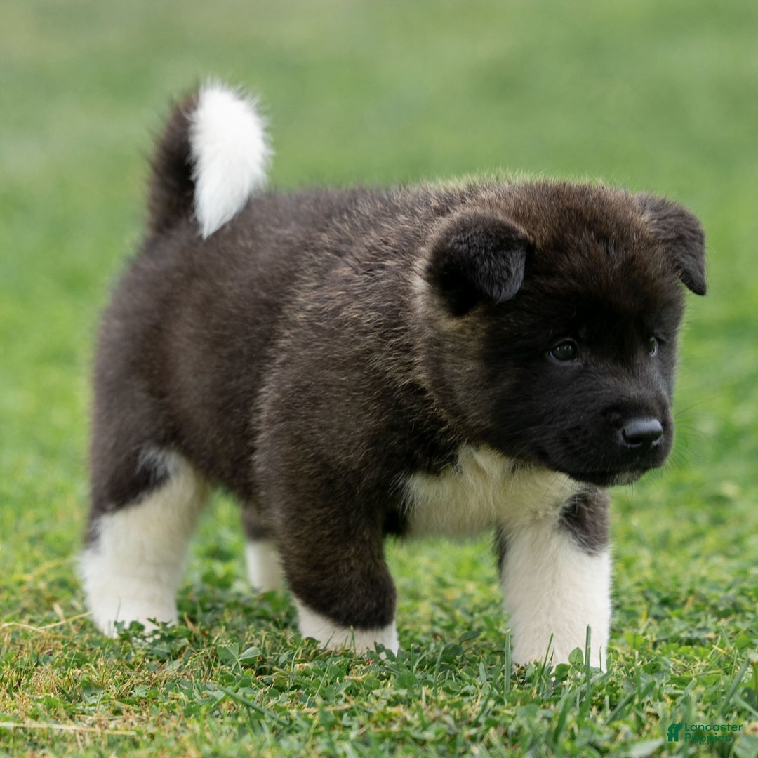 Akita dogs for sale: Tank - Ad 8