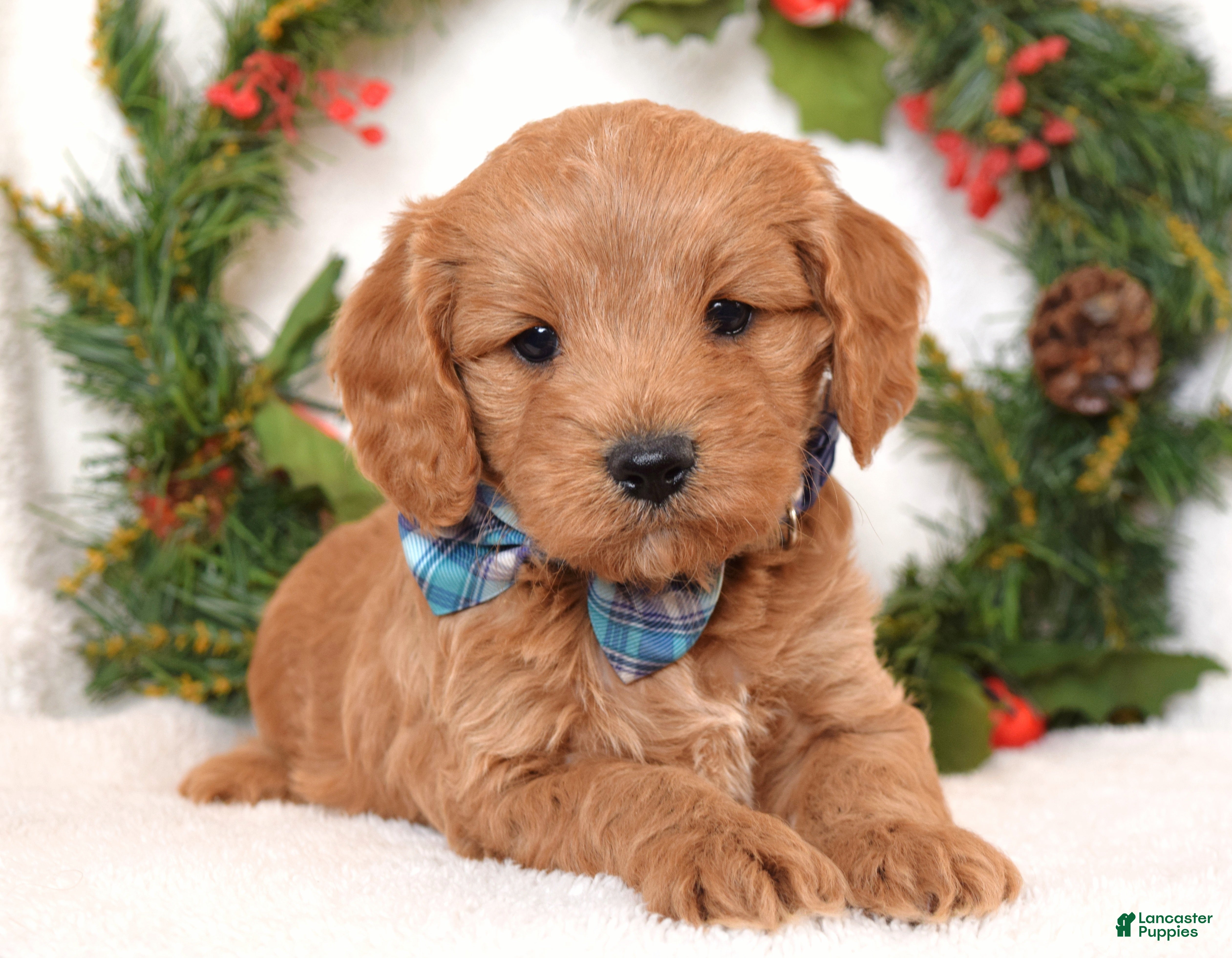 Cavapoo dogs Canyon - Ad 32