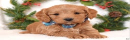Cavapoo dogs for sale: Canyon - Ad 1