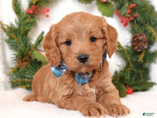 Cavapoo dogs Canyon - Ad 37