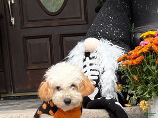 Pudelpointer dogs - Ad 1