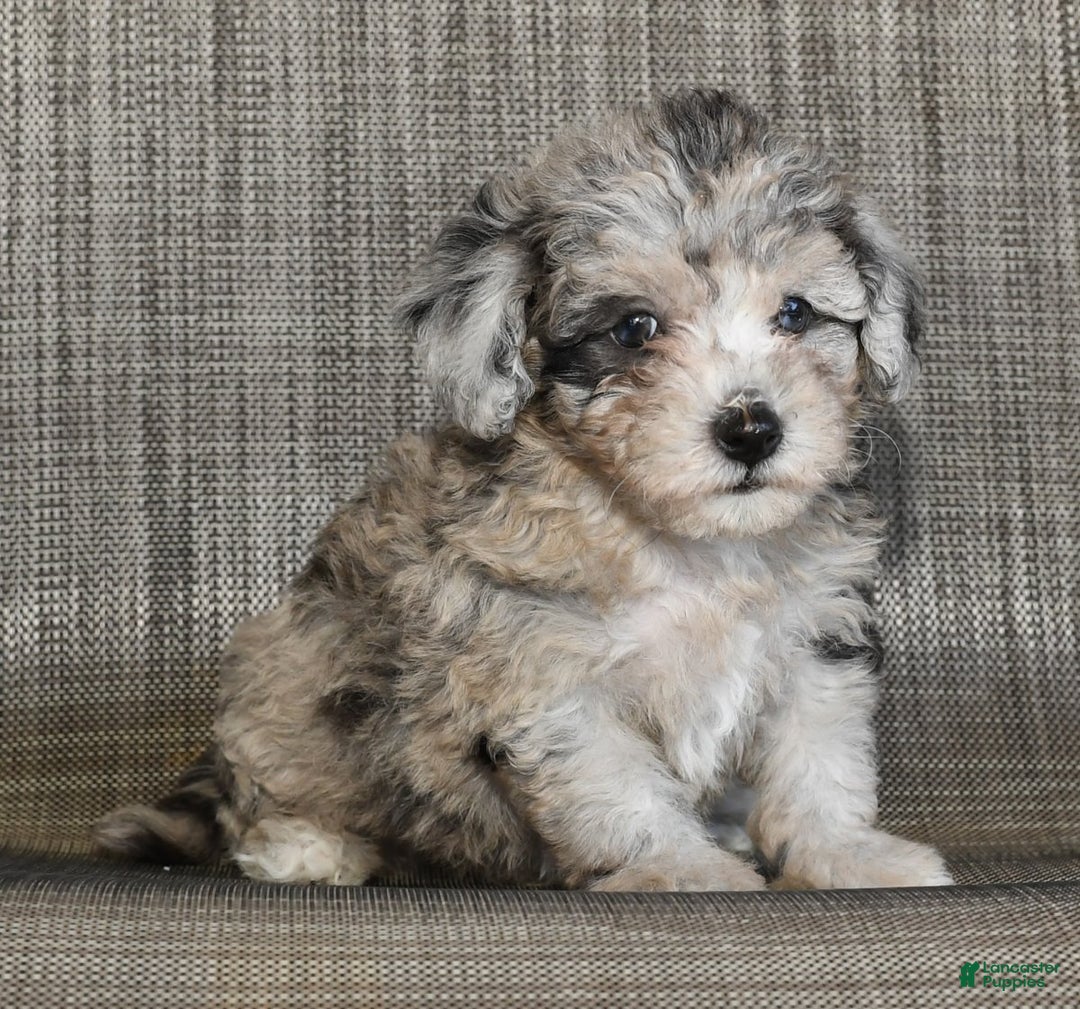 Poodle Havanese Puppies Poovanese For Sale Captain For Sale In