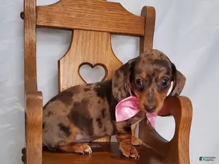 Miniature Dachshund dogs Ann - Ad 2