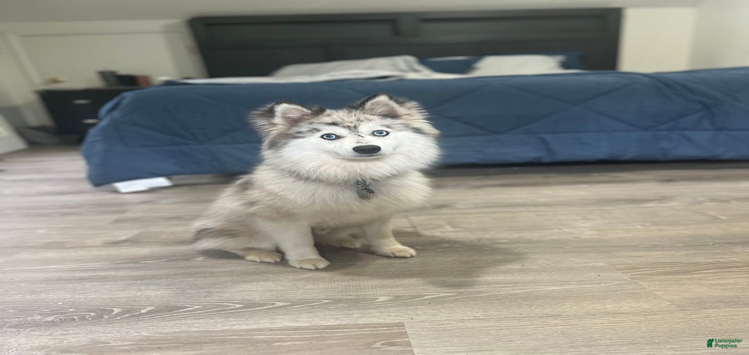 Gallery Image {{count}}