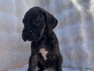 Great Dane dogs Sassy - Ad 4