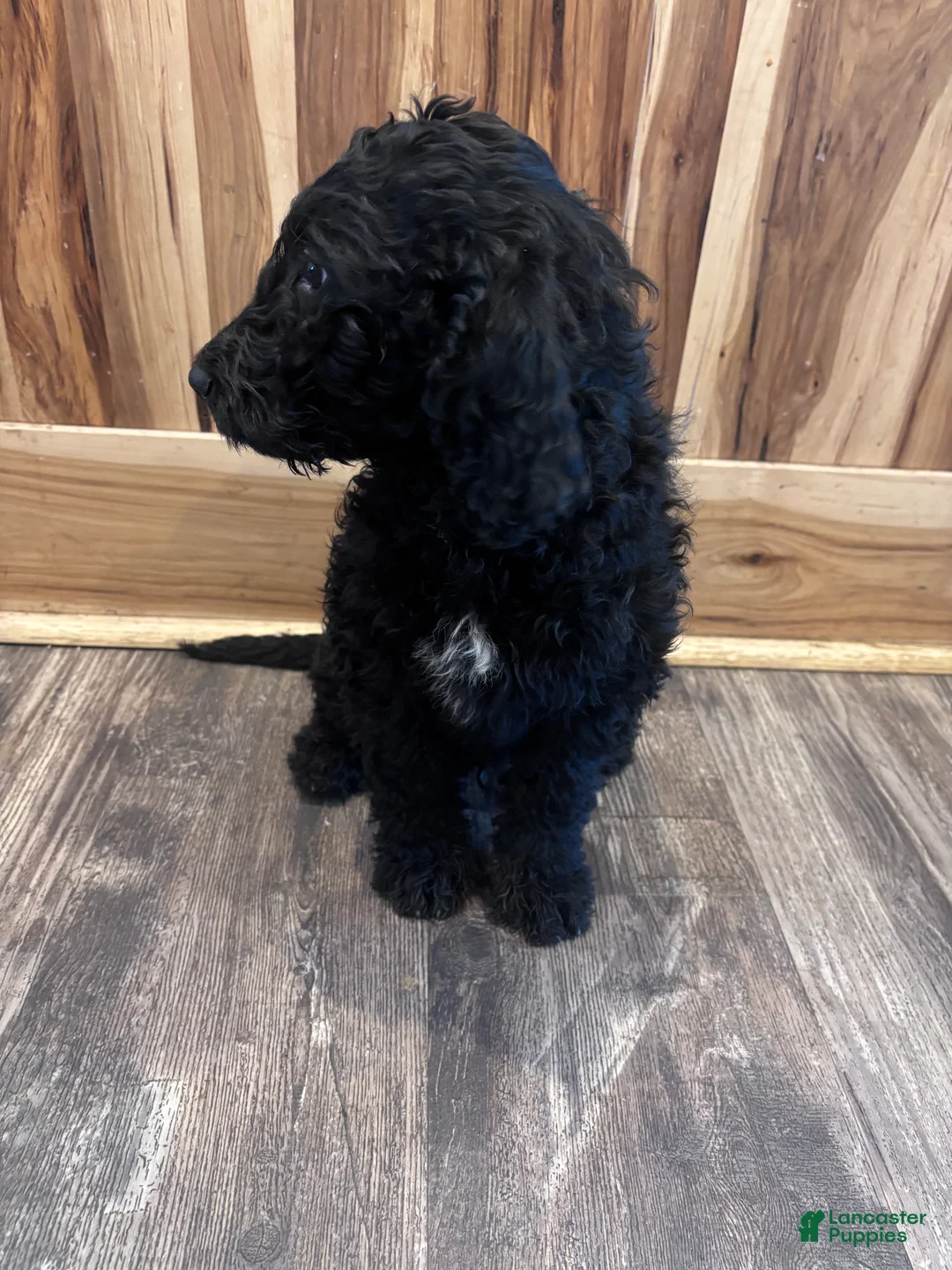Labradoodle dogs for sale: Labradoodle Puppy 4 - Ad 2